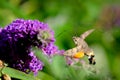 Pigeon tails drinking nectar: beautiful and graceful butterflies moths.