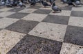 Pigeon take off from a fountain and land on dry sidewalk. Pigeon`s wet foot  create footprints on dry sidewalk. Selective focus o Royalty Free Stock Photo