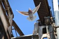 Pigeon taking flight from old bridge Royalty Free Stock Photo