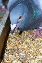 Pigeon taking wheat grain in the beak Royalty Free Stock Photo