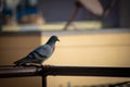 Pigeon on the terrace hand rail, Bangalore, India