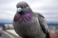 a pigeon with a tiny camera around its neck, on a city monument