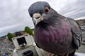 a pigeon with a tiny camera around its neck, on a city monument