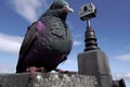 a pigeon with a tiny camera around its neck, on a city monument