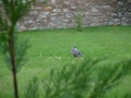 Pigeon about to eat lots of bread