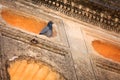 Pigeon in the tomb walls Royalty Free Stock Photo