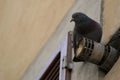 A pigeon on a tube