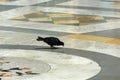 Pigeon in Umberto I gallery in the city of Naples