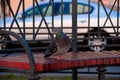 Pigeon in an urban environment on a bench Royalty Free Stock Photo