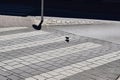 pigeon using the crosswalk to cross the street