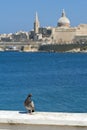 Pigeon in Valletta, Malta