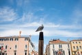 Pigeon in venice sitting on wooden pole against blue sky on main channel. traditional italian architecture on a summer day