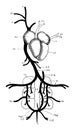 Pigeon Venous System, vintage illustration