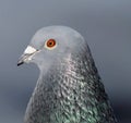 Pigeon, a very close headshot