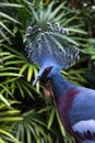 Pigeon Victoria crowned Goura victoria exotic pigeon Royalty Free Stock Photo
