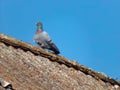 Beautiful dove gray on the roof. Royalty Free Stock Photo