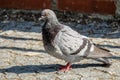 Pigeon at Vysehrad, Prague. Royalty Free Stock Photo
