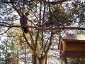 A pigeon is waiting for food on the tree brach near a manger for birds