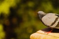 Pigeon waiting in search of food