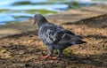 The pigeon walk on ground