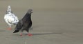 Pigeon walking