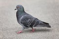 Pigeon walking