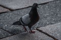 Pigeon walking around the moody city