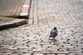 A pigeon walking away on old bricks road