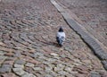 A pigeon walking away on old bricks road