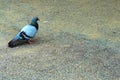 Pigeon walking away on tar