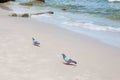 Pigeon is walking on the beach Royalty Free Stock Photo