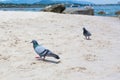 Pigeon is walking on the beach Royalty Free Stock Photo