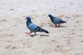 Pigeon is walking on the beach Royalty Free Stock Photo