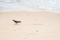 Pigeon walking on the beach sand