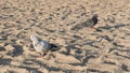 Pigeon walking on beach sand. Royalty Free Stock Photo