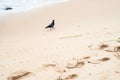 Pigeon walking on the beach sand looking for food Royalty Free Stock Photo