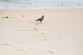 Pigeon walking on the beach sand looking for food Royalty Free Stock Photo