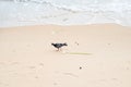 Pigeon walking on the beach sand looking for food Royalty Free Stock Photo