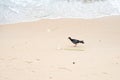 Pigeon walking on the beach sand