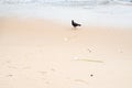 Pigeon walking on the beach sand