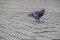 Pigeon walking on the brick sidewalk Royalty Free Stock Photo