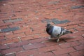 Pigeon Walking on Brick Street