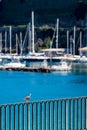 Pigeon walking, iron fence, blurred sea and yachts Royalty Free Stock Photo