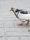 Pigeon walking on pavement with gray tiles and visible texture Royalty Free Stock Photo
