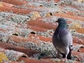 Pigeon walking on the roof