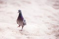 Pigeon walking on sand