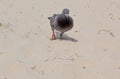 Pigeon walking on a sandy beach