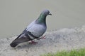 Pigeon