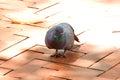 A pigeon walking on the sidewalk.