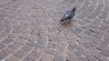 pigeon walking on the stone road Royalty Free Stock Photo